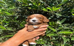 Cavapoo dogs for sale: Health tested cavapoo - Image 6