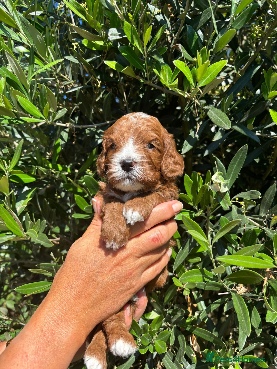 Cavapoo dogs for sale: Health tested cavapoo - Image 6