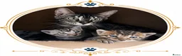 Bengal cats for sale: TICA Registered Bengal Kittens - Advert 17