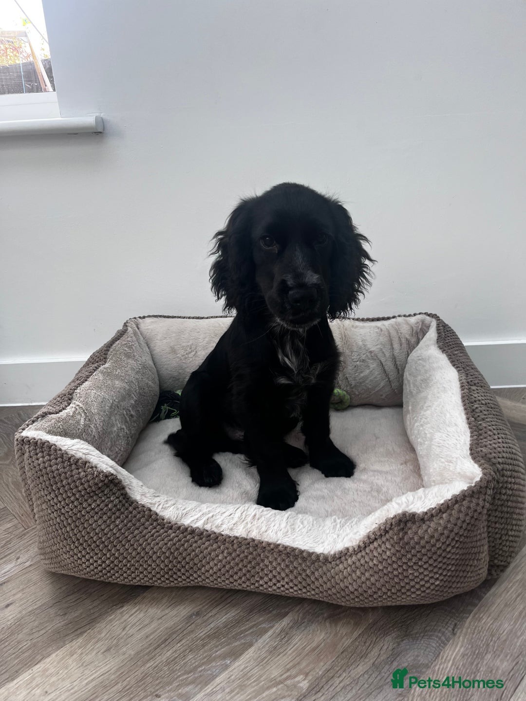 Cocker Spaniel dogs for sale: Cocker Spaniel  - Advert 2