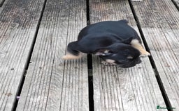 French Bulldog dogs for sale: French bulldogs puppys in Nottingham - Image 11