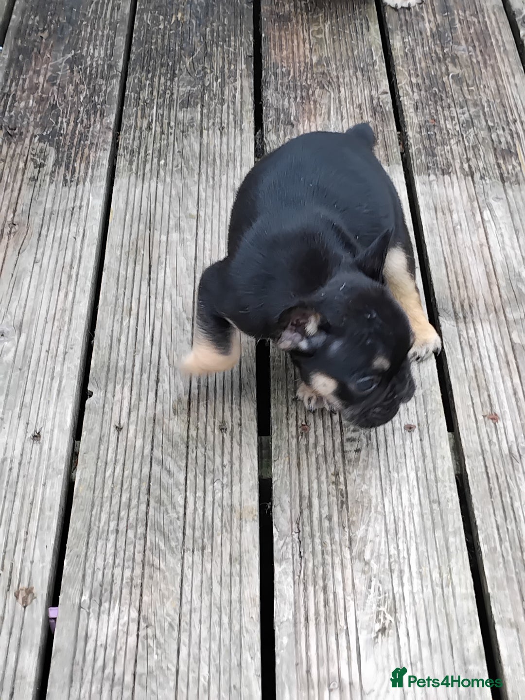French Bulldog dogs for sale: French bulldogs puppys in Nottingham - Image 11