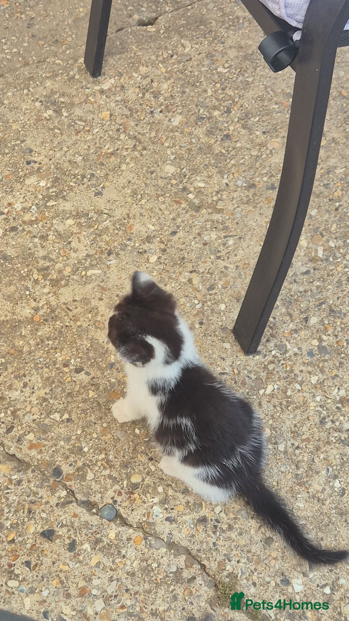 Mixed Breed cats Sweet black and white kitten - Advert 1