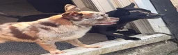 Chihuahua dogs for sale: 3 stunning tiny female merle chihuahuas - Advert 8