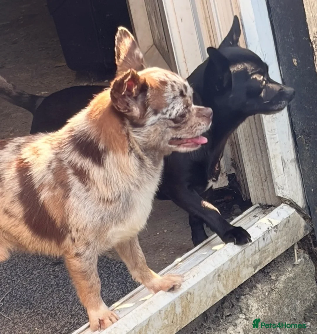 Chihuahua dogs for sale: 3 stunning tiny female merle chihuahuas - Advert 8