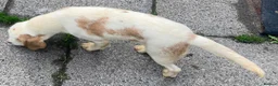 Beagle dogs for sale: 2 Kc Reg Beagles Girls For Sale - Advert 3