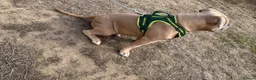 American Bully dogs for sale: Pocket bully  - Advert 5
