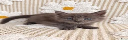 Maine Coon cats for sale: Tica Registered 5 Russian Mainecoon   - Advert 5