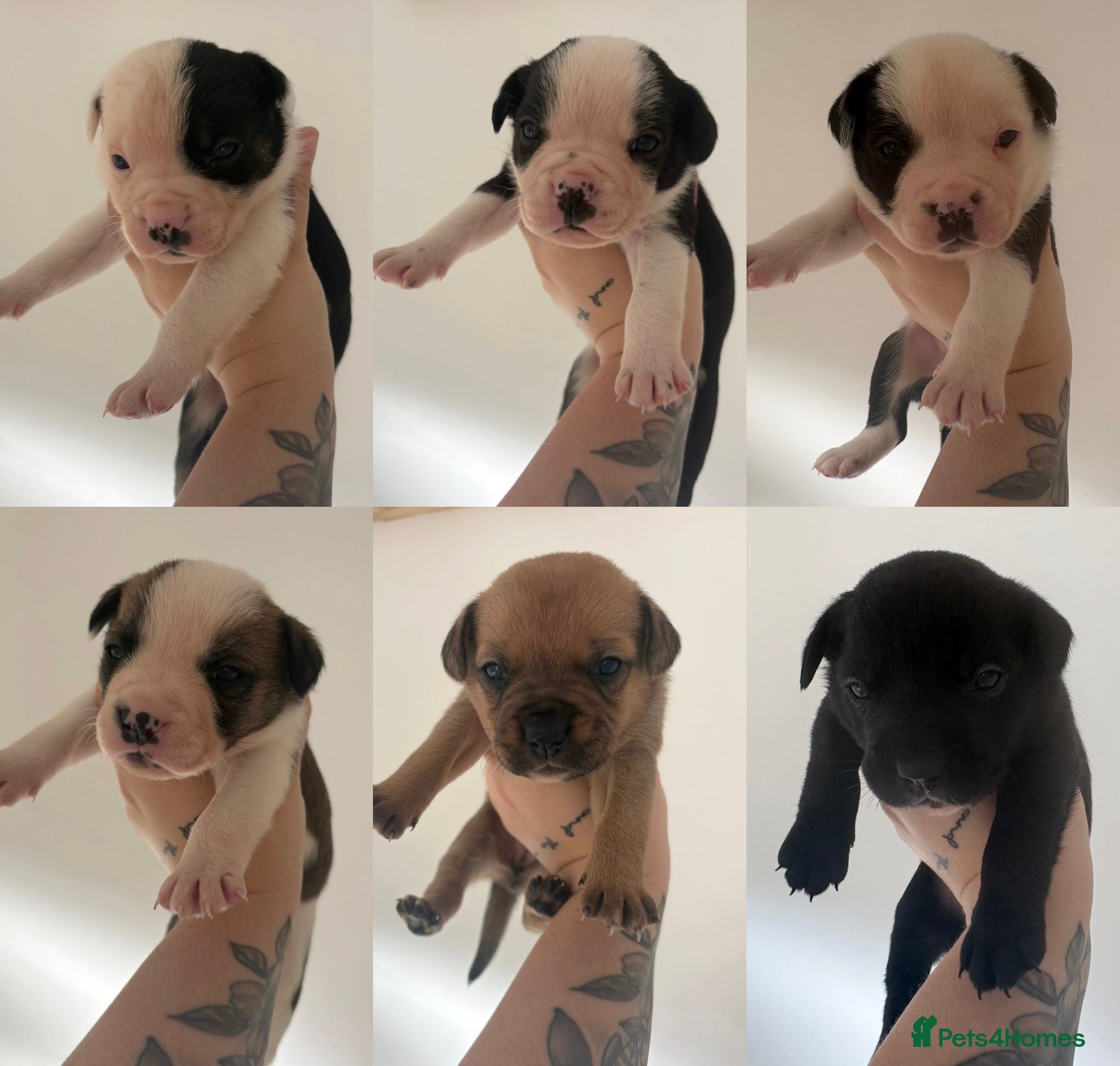 Mixed Breed dogs French bulldog x collie - Advert 7