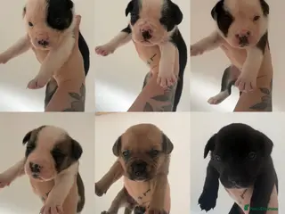 Mixed Breed dogs French bulldog x collie - Advert 14