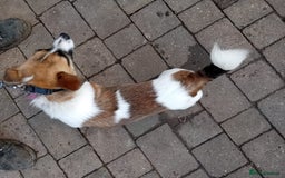 Jack Russell dogs for sale: jack russle  - Advert 4