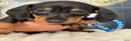 Dachshund dogs for sale: Kc standard dachshund puppy - Advert 16