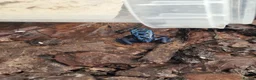 Frog reptiles for sale: AZUREUS DART FROGS - Advert 6
