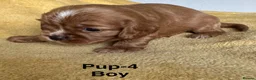 Cavalier King Charles Spaniel dogs for sale: Choc & Tan carriers - CKC Spaniel Puppies - Advert 18