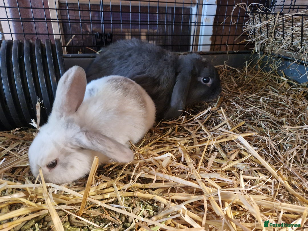 Mini Lop rabbits for sale: Purebred Mini Lop Babies in Bury - Image 8