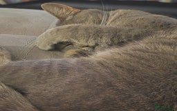 Domestic Shorthair cats for sale: 3 years old female cat  - Image 2