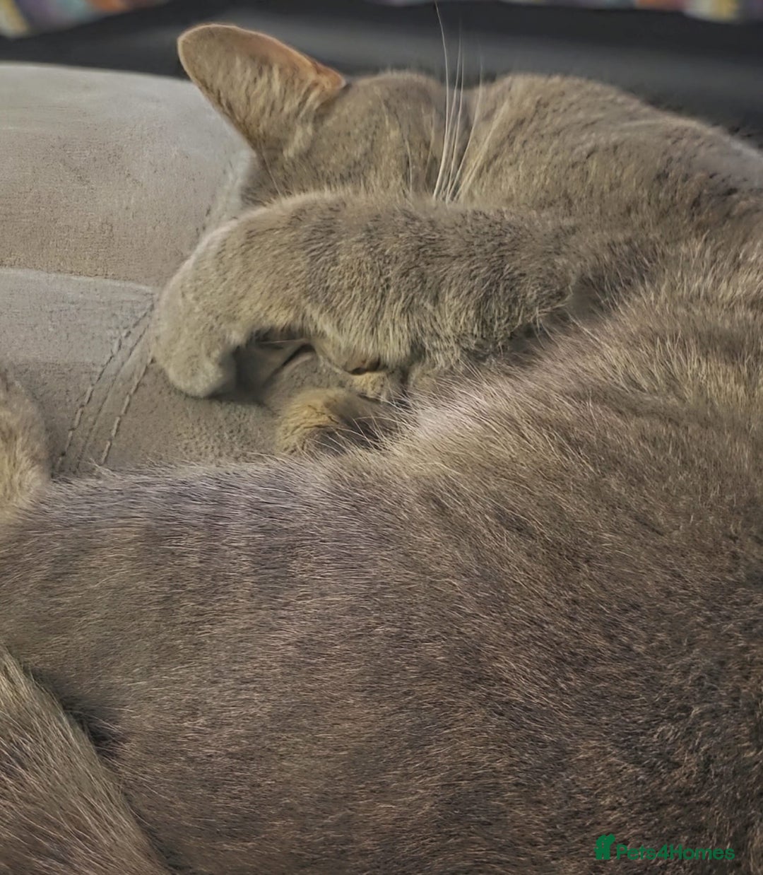 Domestic Shorthair cats for sale: 3 years old female cat  - Image 2