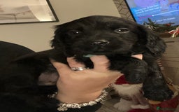 Cocker Spaniel dogs for sale: Cocker Spaniel Puppies🐕🐕 READY 30TH NOVEMBER 💙 - Advert 16