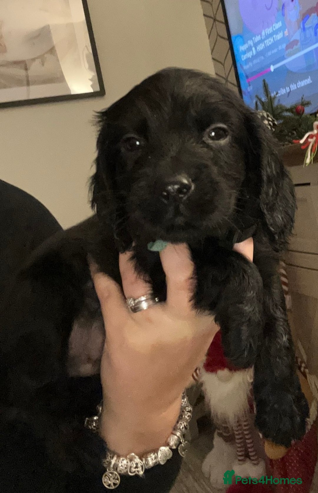 Cocker Spaniel dogs for sale: Cocker Spaniel Puppies🐕🐕 READY 30TH NOVEMBER 💙 - Advert 16