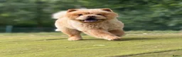 Chow Chow dogs for stud: Brilliant Chow Chow for stud - Advert 1