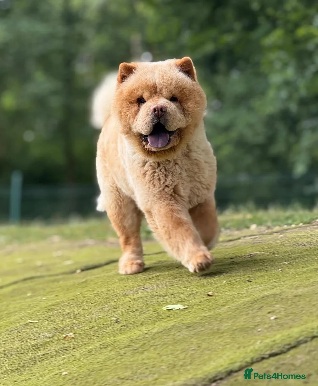 Chow Chow dogs for stud: Brilliant Chow Chow for stud - Advert 1