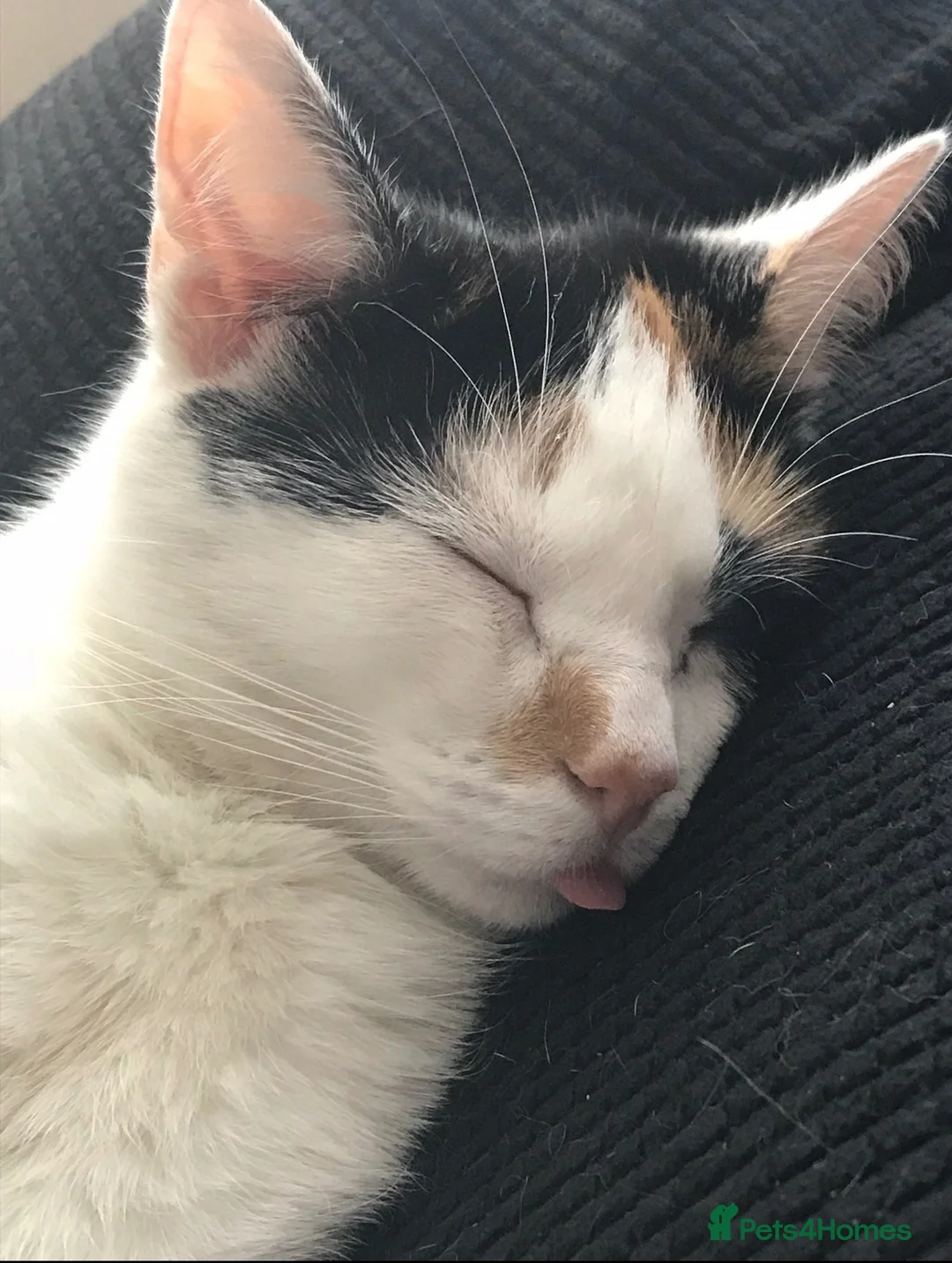 Mixed Breed cats for sale: Beautiful 10yr Old Cat Looking for a Loving Home  - Advert 1