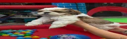 Shih Tzu dogs for sale: Beautiful shitzu for sale - Advert 6