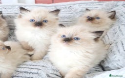 Ragdoll cats for sale: INDOOR FULL PEDIGREE RAGDOLL KITTENS - Image 13