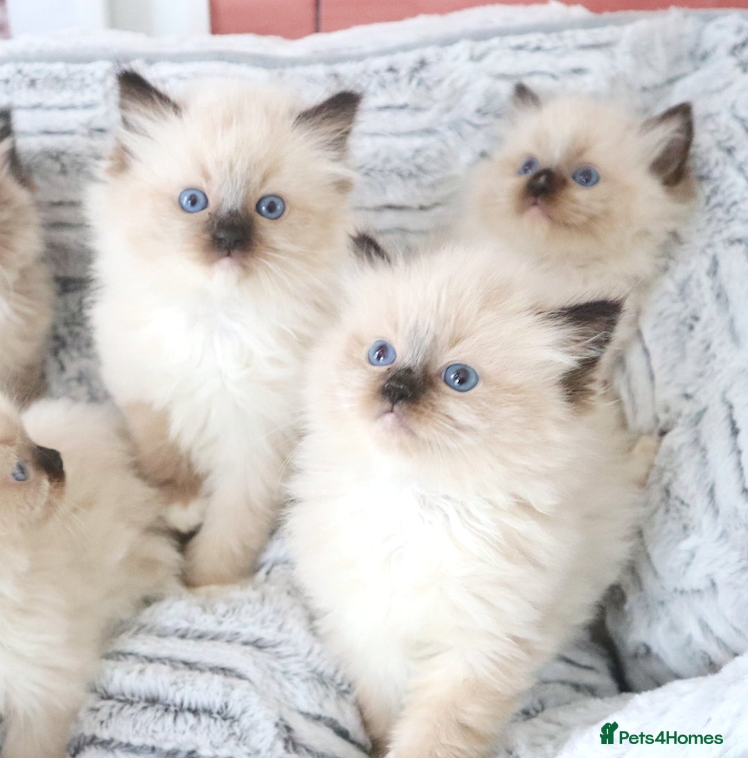 Ragdoll cats for sale: INDOOR FULL PEDIGREE RAGDOLL KITTENS - Image 13