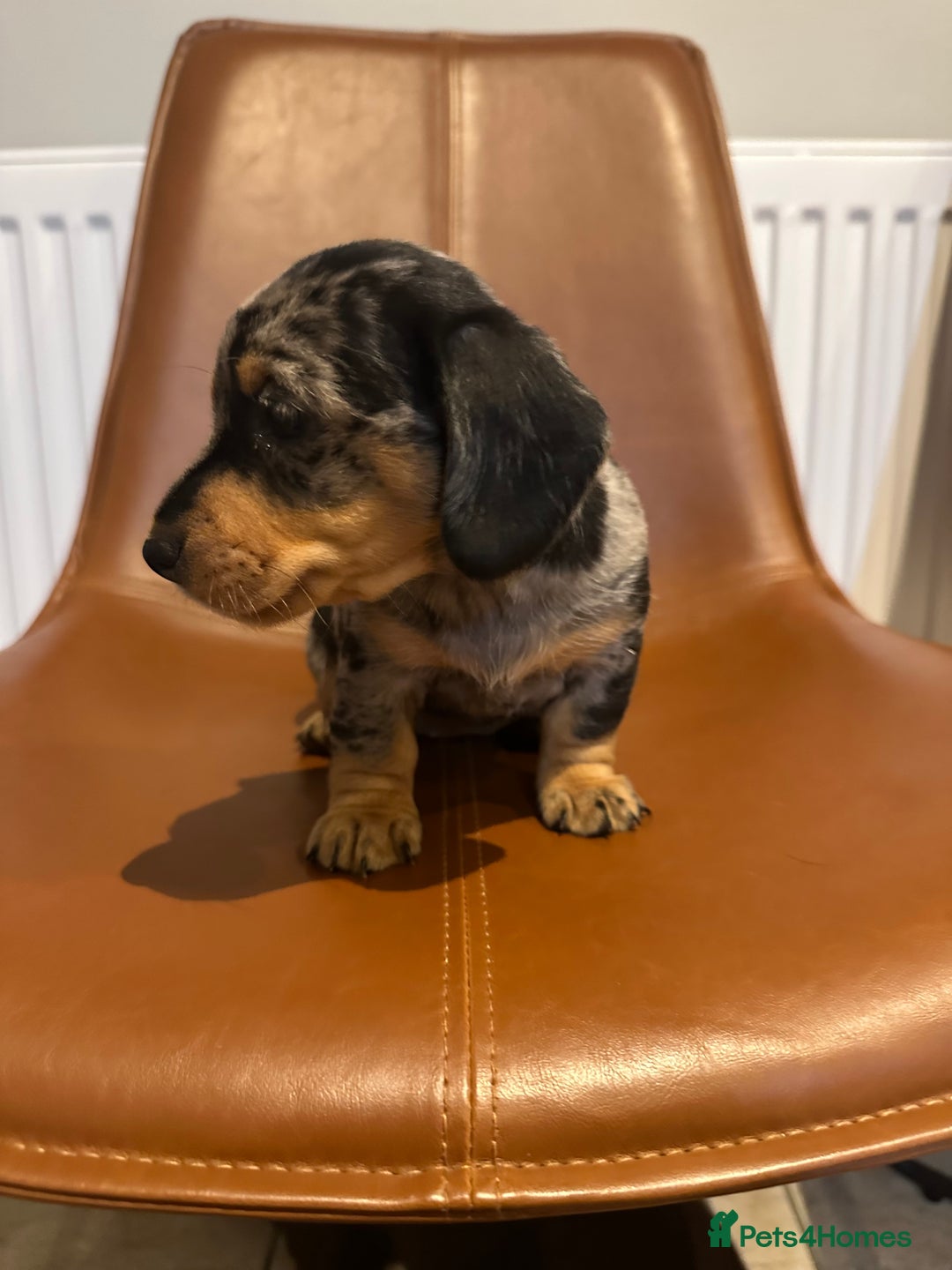 Dachshund dogs for sale: Chunky Standard Homebred Dachshunds - Image 3