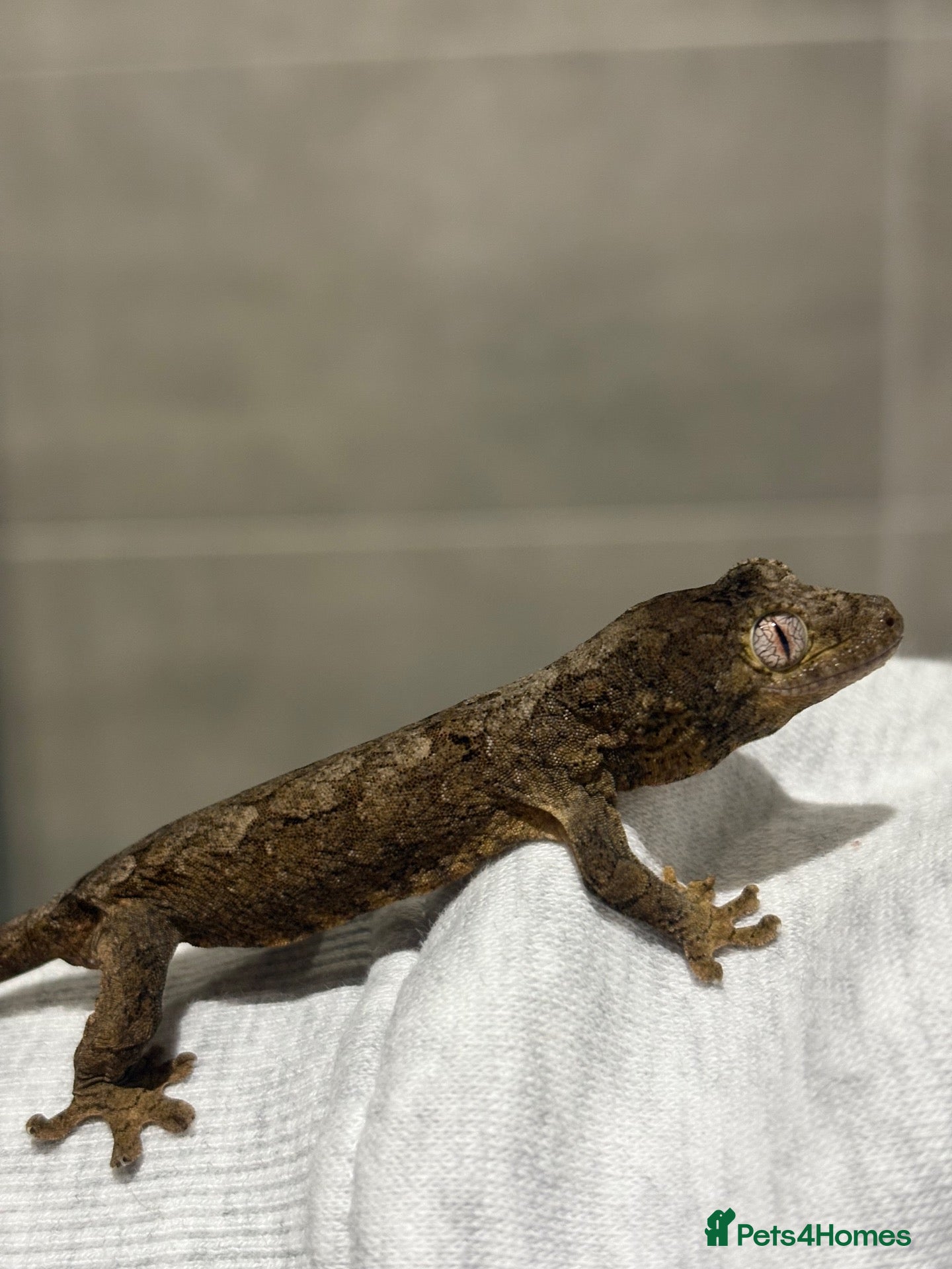 Gecko reptiles Chahoua Gecko - Advert 1