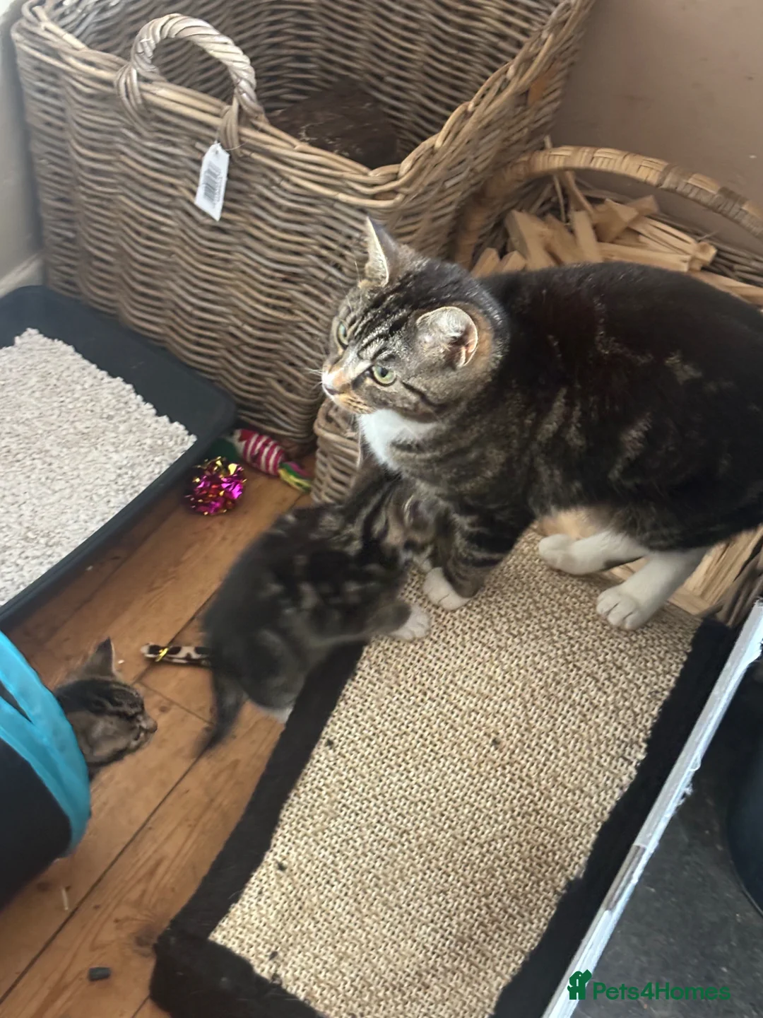 Mixed Breed cats for sale: Tortoise shell male kittens - Advert 1