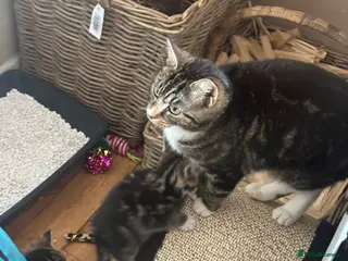 Mixed Breed cats Tortoise shell male kittens - Advert 1