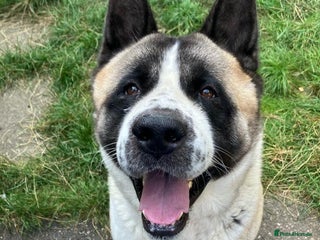 Akita dogs in Worksop - Advert 28