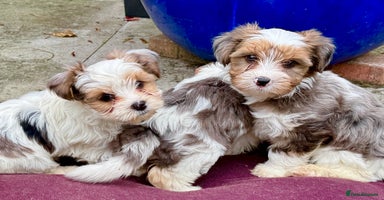 Yorkshire Terrier dogs - Advert 5