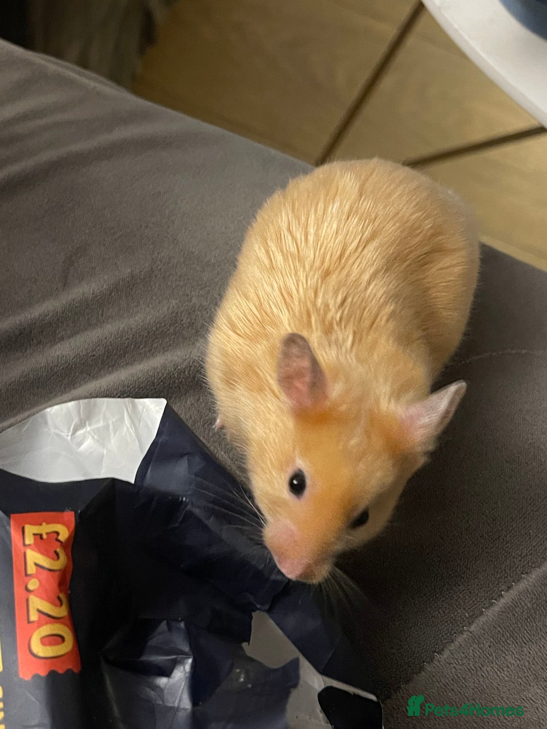 Hamster rodents for sale: Gorgeous male Syrian hamster  - Image 3