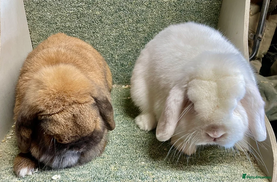 Mini Lop rabbits for sale: Lovely adult pair for rehoming - Advert 2