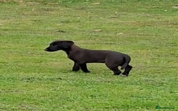Mixed Breed dogs for sale: Bedlington x whippet - Image 1