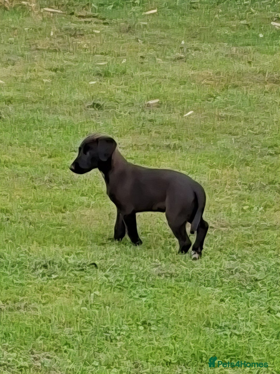 Mixed Breed dogs for sale: Bedlington x whippet - Image 1