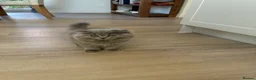 Scottish Fold cats for sale: Scottish fold kittens - Advert 3