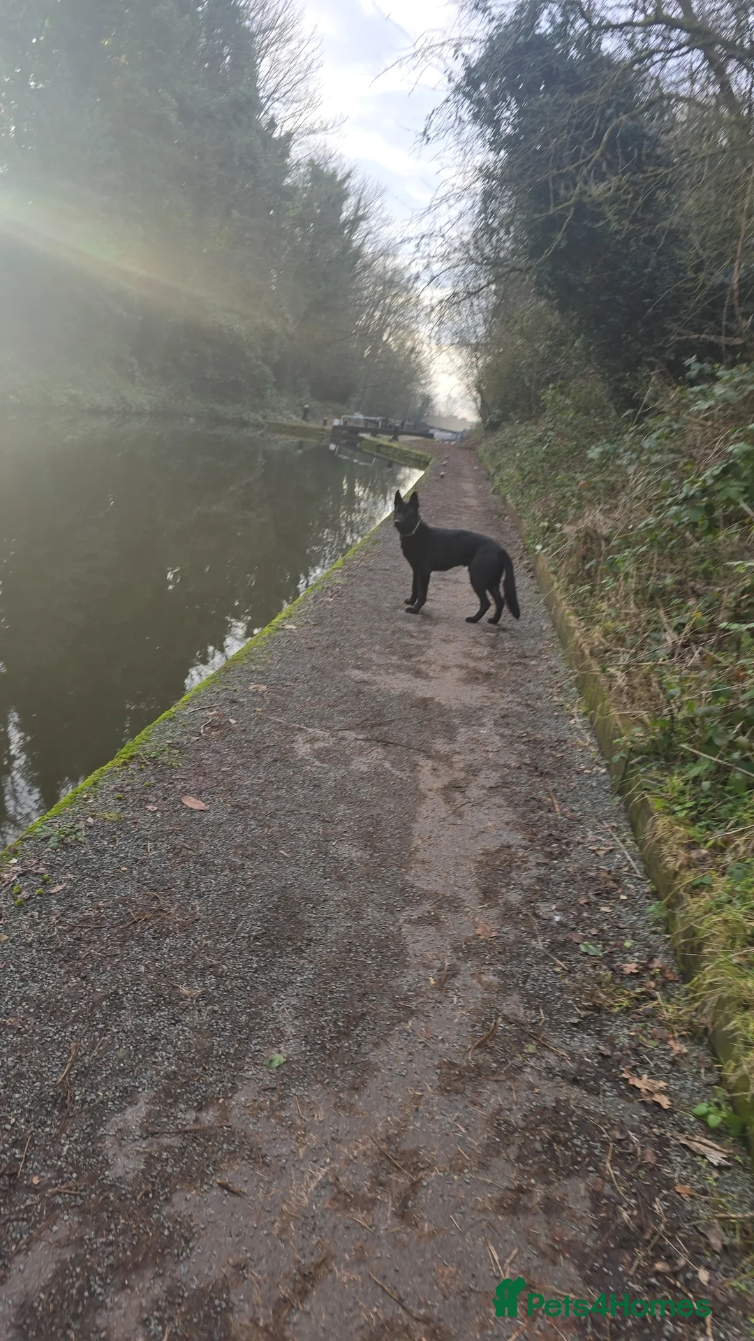 German Shepherd dogs for stud: PROVEN- BLACK-GERMAN SHEPHERD AVAILABLE FOR STUD in Walsall - Advert 12