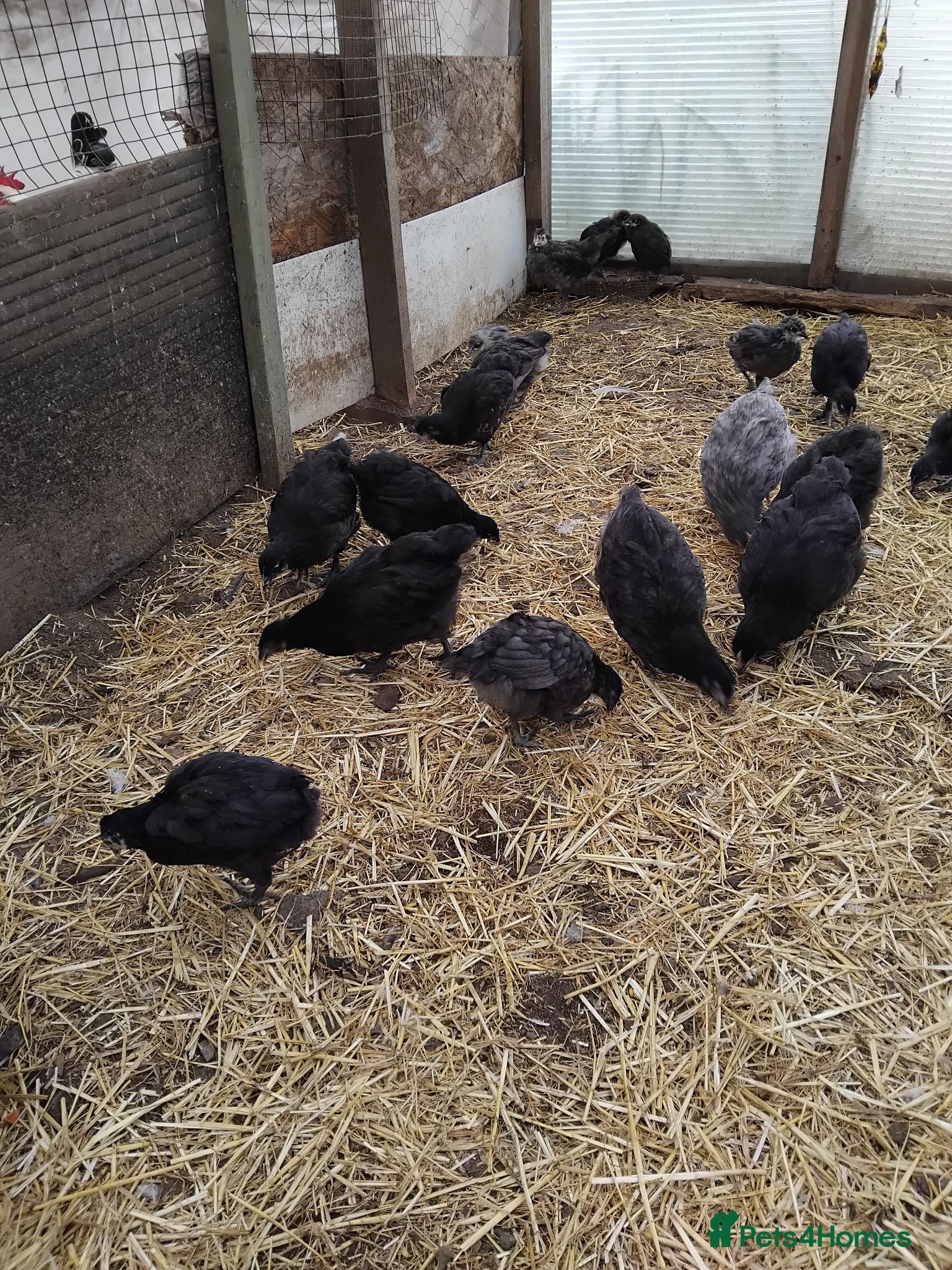 Mixed Breed poultry Poultry SALE - Advert 1