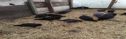 Mixed Breed poultry for sale: Poultry SALE - Advert 1