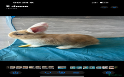 Mixed Breed rabbits for sale: Rabbit - Image 7