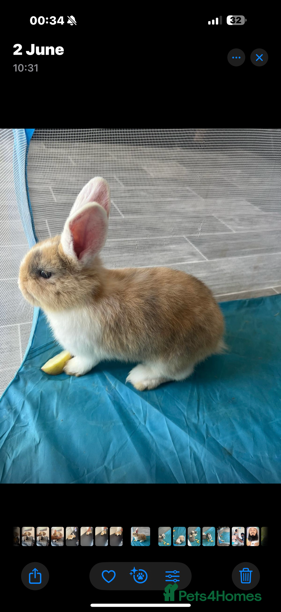 Mixed Breed rabbits for sale: Rabbit - Image 7