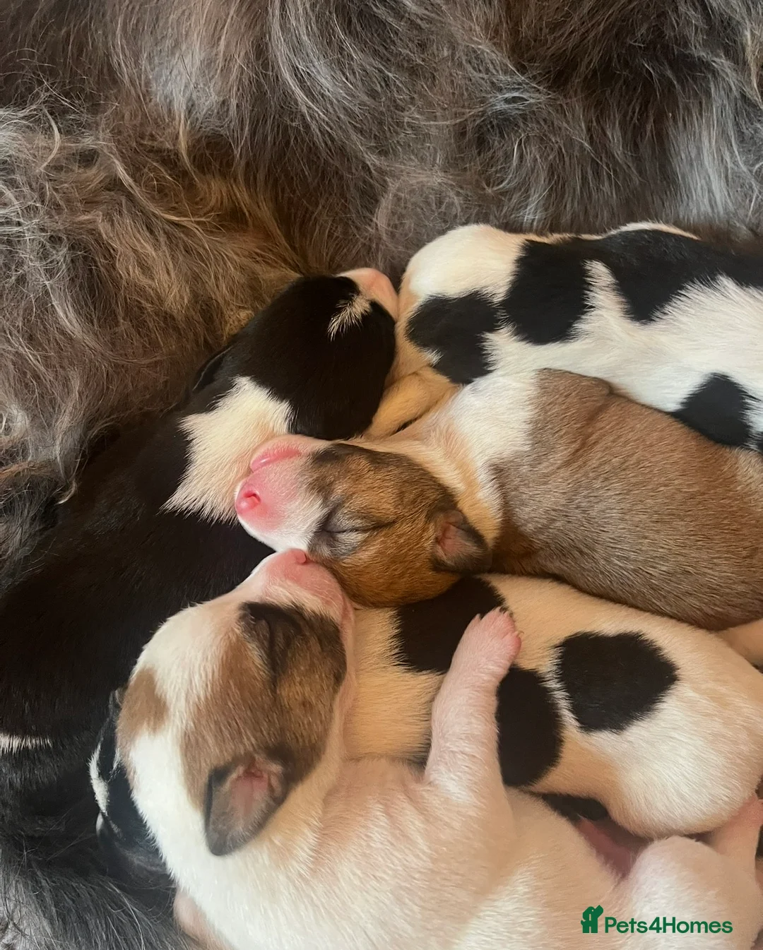 Mixed Breed dogs for sale: 5 adorable Beddy whippet x Jack Russell puppies in Stowmarket - Advert 19