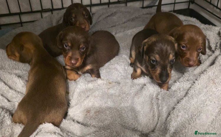 Dachshund dogs Dachshund  - Advert 11