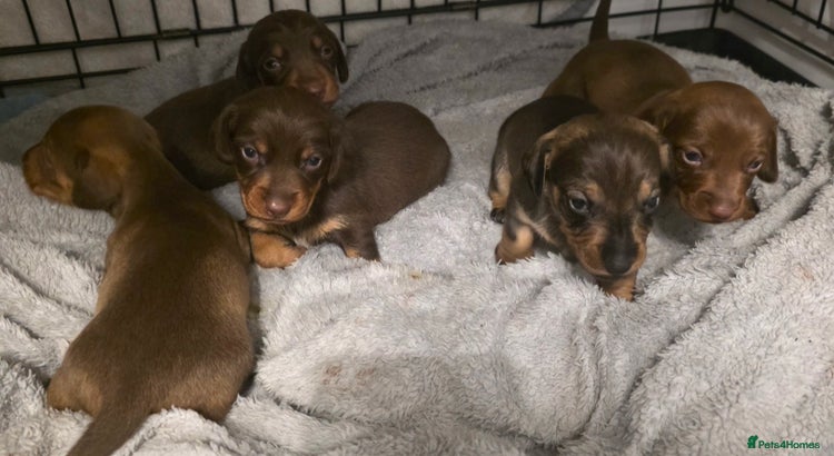 Dachshund dogs Dachshund - Advert 11