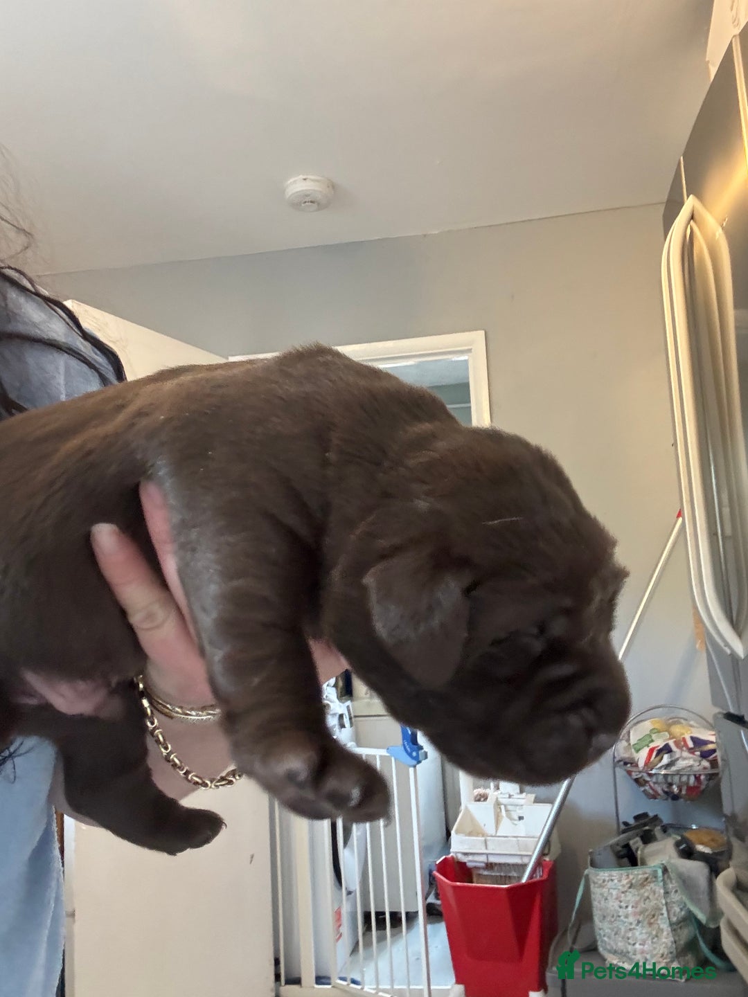 Labrador Retriever dogs for sale: Labradors Chunky chocolate x2 males  - Image 5