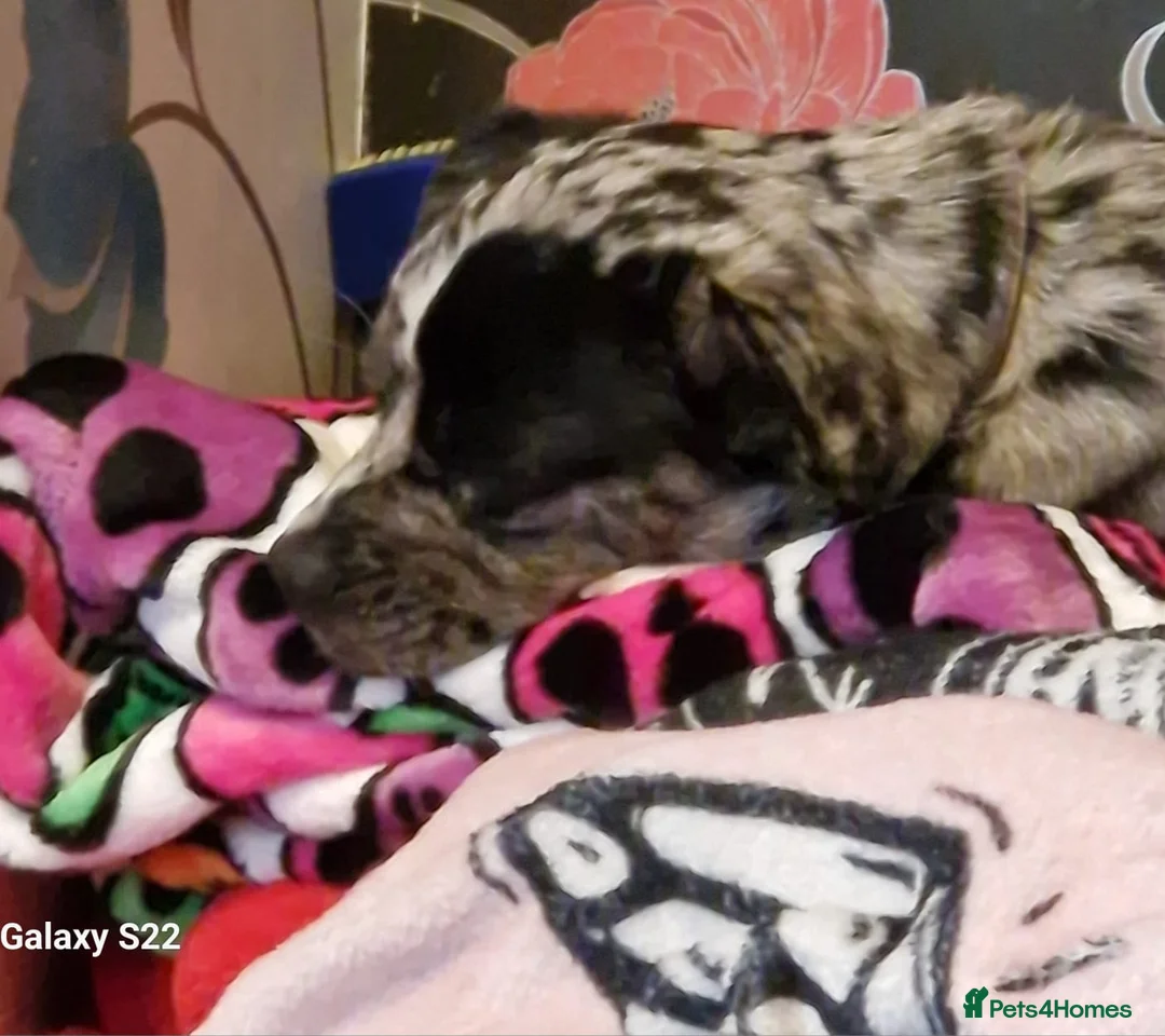 Mixed Breed dogs for sale: Frenchie cross female - Advert 4